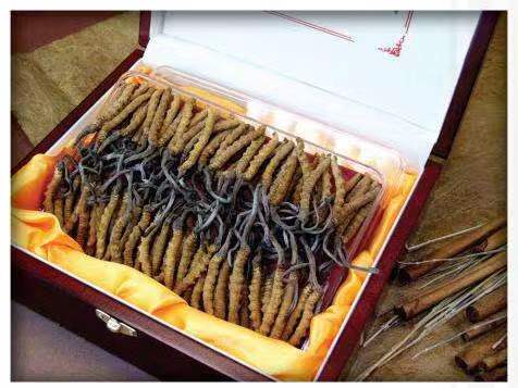 金川冬虫夏草回收